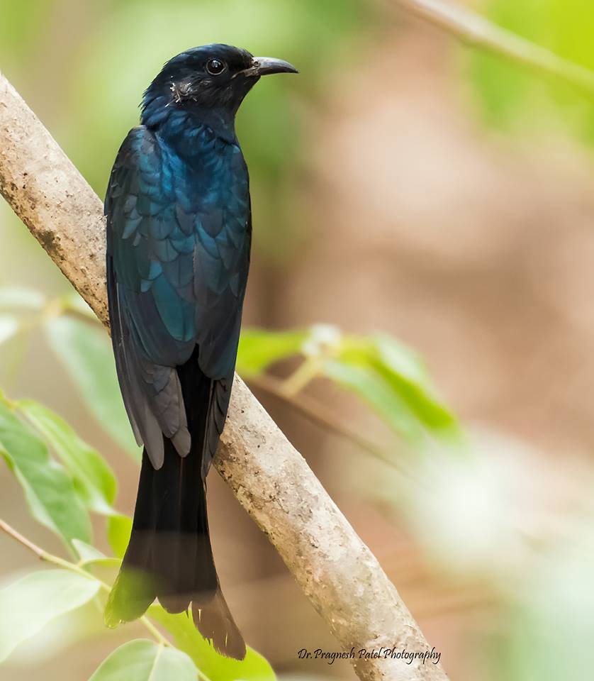 Asian Drongo Cuckoo 